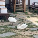 [경주여행]야외수영장 평상대여 경주한옥펜타운 고운재2 후기