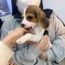 헤이독(HEY-DOG) 이미지