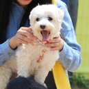 백설이 내일부터 집밥먹는 소식을 포함해서 세 가지 소식 더 전합니다 ~ 이미지