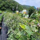 현종농장 이미지