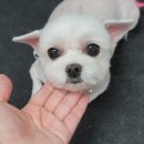 더펫샵 이미지
