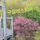 구갈레스피아_M 이미지