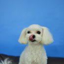 아띠퍼피 이미지