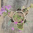 누리는농부 | 아띠누리 다육이화분 리뷰 | 즐겁고 효율적으로 봄맞이 홈가드닝하기
