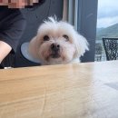 퍼피앤독 이미지