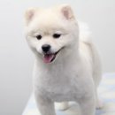 상콤 발랄 헬로퍼피 이미지