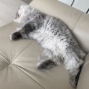 젠틀막창 이미지