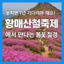해남5일시장 | 황매산 철쭉축제: 개화시기 실시간 개화현황 주차장 총정리