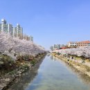 계양구청 앞 횡단보도 이미지