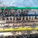 여왕벌PC 이미지