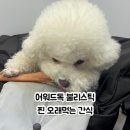 강아지 찐 오래먹는 간식 찾음 어워드독불리바 대 만족 후기