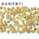 아욱(葵) 규채자(葵菜子) 한시(漢詩)편 이미지