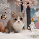 광주 고양이 분양 냥블리 광주점 이미지