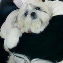 독스앤휴먼 이미지