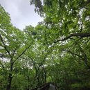 구릉산자락길 이미지