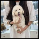 멍앤냥 강아지고양이 안양점 이미지