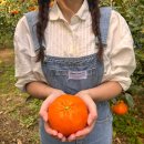 명월농장 | 명월농원 레드향 설날 선물세트 제주감귤 답례품 직접 확인한 후기