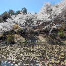 청남대(靑南臺) 돌아보기 -2- (2026.04.08) 이미지