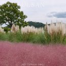 만남의광장(좌) | 울산 태화강 국가정원 십리대숲 텐트규정 핑크뮬리 명소 추천