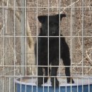 맥코이 켄넬 이미지