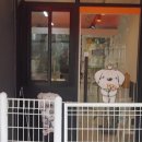 루이펫샵 이미지