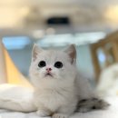 미오미오 고양이분양 이미지