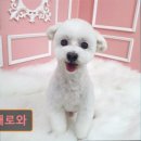 내개로와 이미지