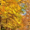 진주-반성-비상-23 | 진주 아이와 가볼만한곳 경남단풍명소 경상남도수목원(구 진주반성수목원) 메타세콰이어길