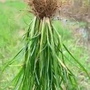 【바랭이 Crabgrass 우근초(牛筋草)】 「사람 살리는 구황식물」 이미지