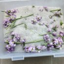 [1/17] 프리저브드 플라워 하바리움 - 원데이 클래스 | 아파트 커뮤니티 하바리움 출강 후기｜성인 여성 대상 플라워 공예 클래스