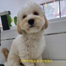 산호애견미용실 이미지