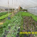 쌈채우리 이미지