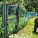 비양도의 비양나무자생지 이미지