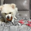 하이비오 이미지