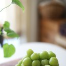 풍산농원 | 고당도 샤인머스켓 정말 맛있어요. 풍산농원 인턴농부마켓