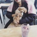 더 퍼피즈 블루오션 쿡 이미지