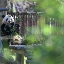 판다 이미지