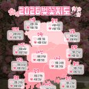 2026 벚꽃 지도로 보는 개화시기 및 만개시기 총정리 (+벚꽃축제, 벚꽃명소) 이미지