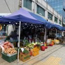 프로포즈야채청과