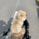 애견카페 펍 곰곰 이미지