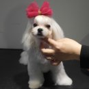 마스터그루밍클럽 이미지