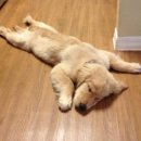 플러스동물의료센터 이미지