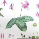 보타니컬아트 3급(자격) 이미지