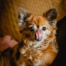 똥개언니 이미지