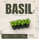 바질모종 키우기 완벽 가이드｜초보자도 2주 만에 수확하는 바질 재배법