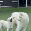 퍼피스카우트 이미지