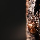 우화등선 이미지