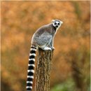 용의꼬리 이미지