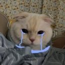 우요 이미지