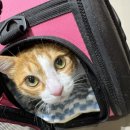 24시 리본동물의료센터 | [24시 리본동물의료센터]가족같은 고양이 소장림프종 항암후기